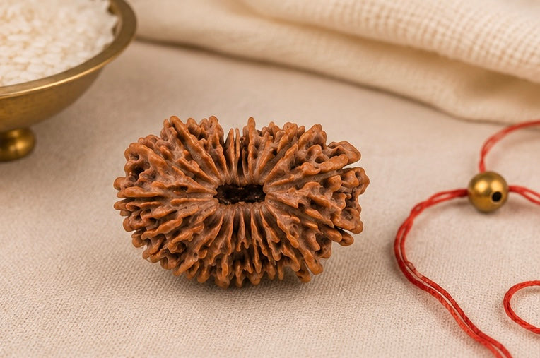 Natural 19 Mukhi Rudraksha | StarVeda