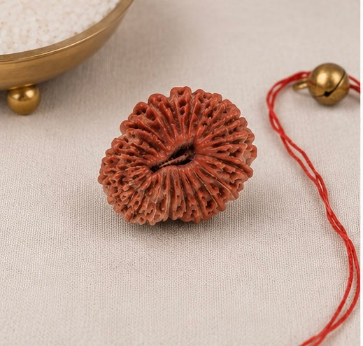 Natural 22 Mukhi Rudraksha | StarVeda