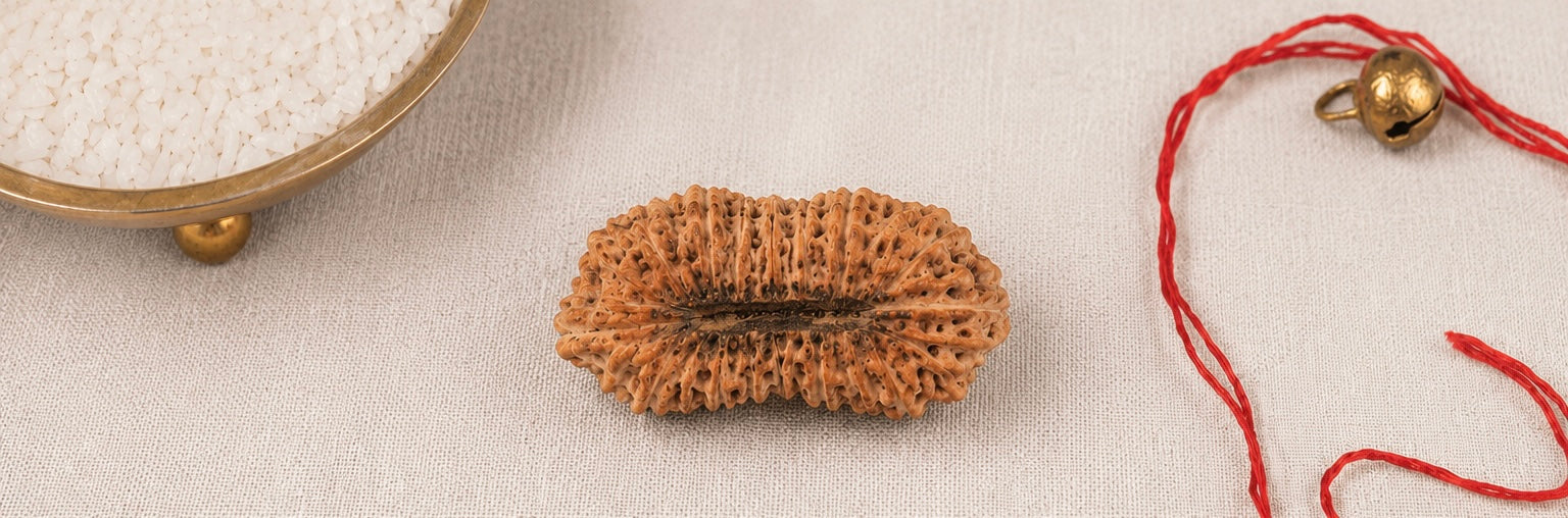 Natural 24 Mukhi Rudraksha | StarVeda