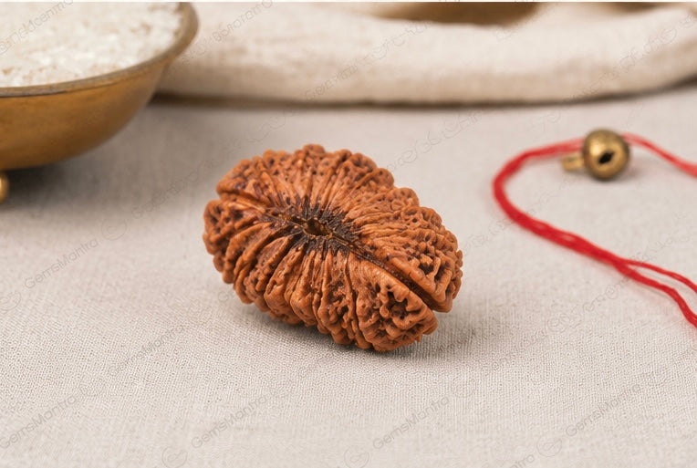 Natural 26 Mukhi Rudraksha | StarVeda
