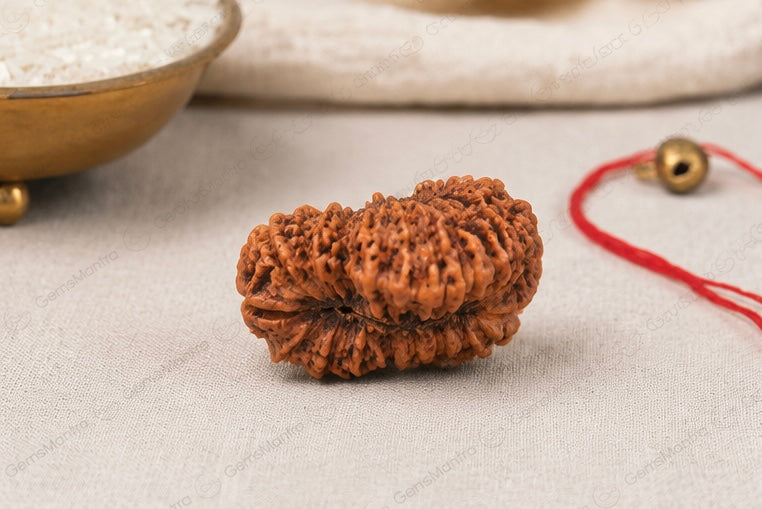 Natural 26 Mukhi Rudraksha | StarVeda