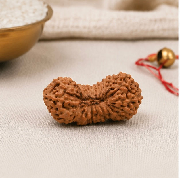 Natural 27 Mukhi Rudraksha | StarVeda