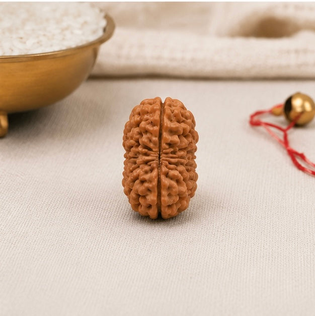Natural 27 Mukhi Rudraksha | StarVeda