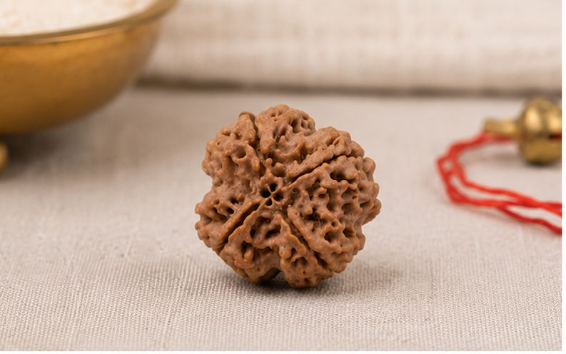 Natural 4 Mukhi Rudraksha | StarVeda