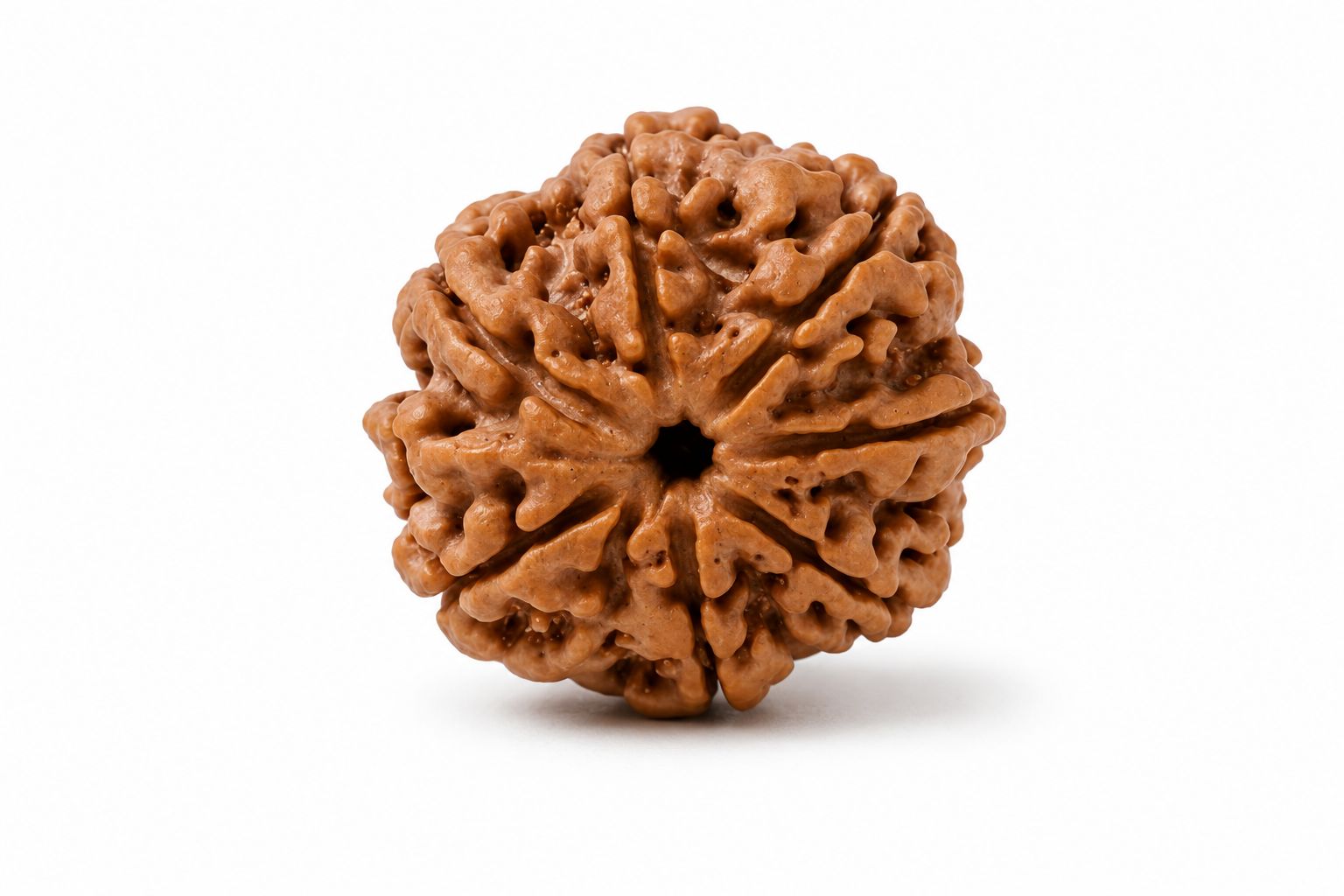 Natural 7 Mukhi Rudraksha | StarVeda