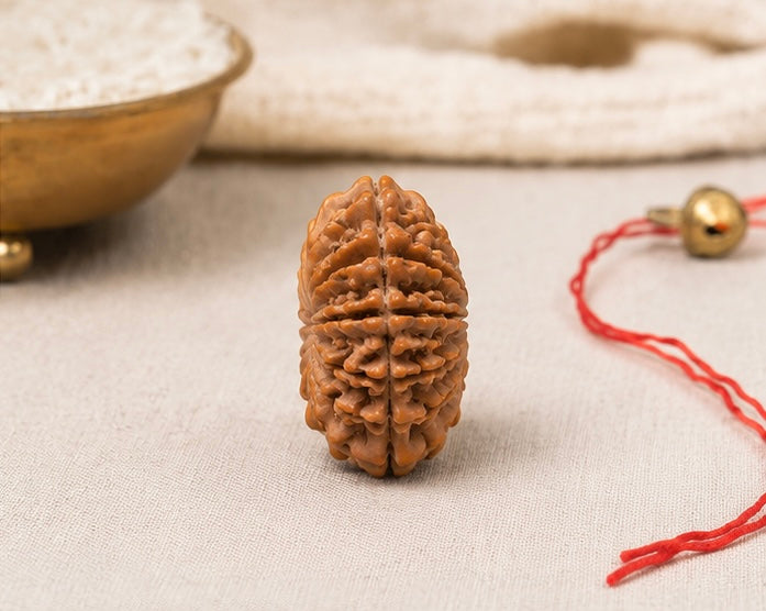 Natural 15 Mukhi Rudraksha | StarVeda