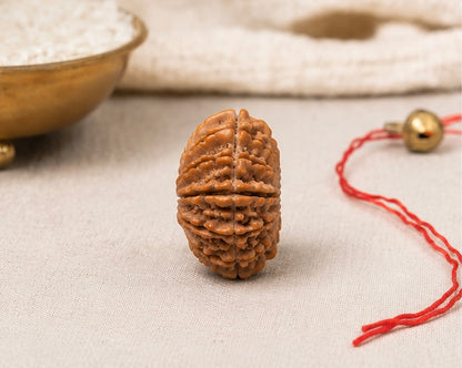 Natural 15 Mukhi Rudraksha | StarVeda