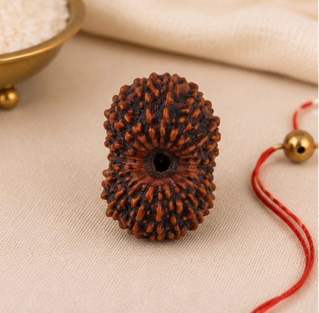 Natural 16 Mukhi Rudraksha | StarVeda