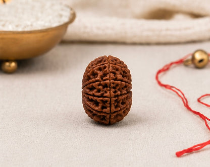 Natural 16 Mukhi Rudraksha | StarVeda
