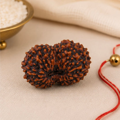 Natural 17 Mukhi Rudraksha | StarVeda