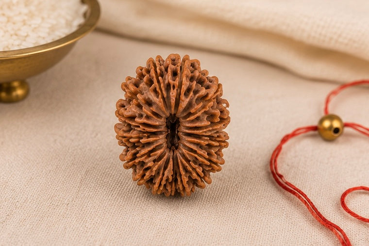 Natural 19 Mukhi Rudraksha | StarVeda