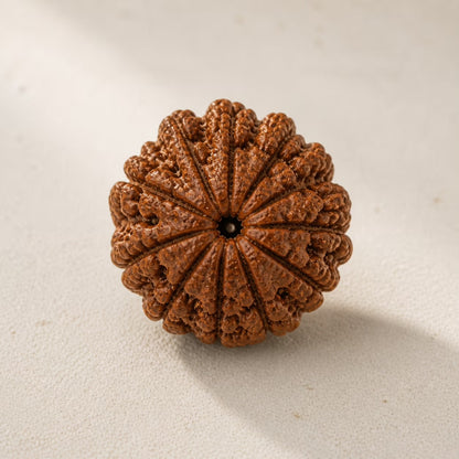 Natural 12 Mukhi Rudraksha | StarVeda