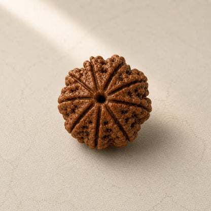 Natural 9 Mukhi Rudraksha | StarVeda