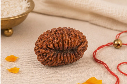 Natural 20 Mukhi Rudraksha | StarVeda