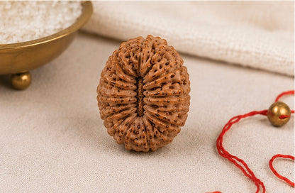 Natural 21 Mukhi Rudraksha | StarVeda