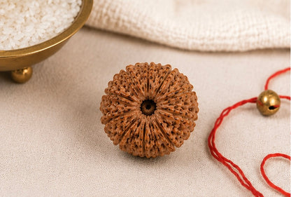 Natural 21 Mukhi Rudraksha | StarVeda