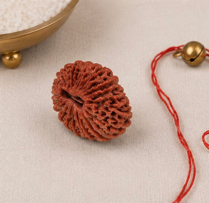 Natural 22 Mukhi Rudraksha | StarVeda