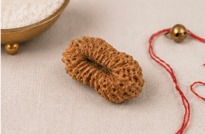 Natural 23 Mukhi Rudraksha | StarVeda