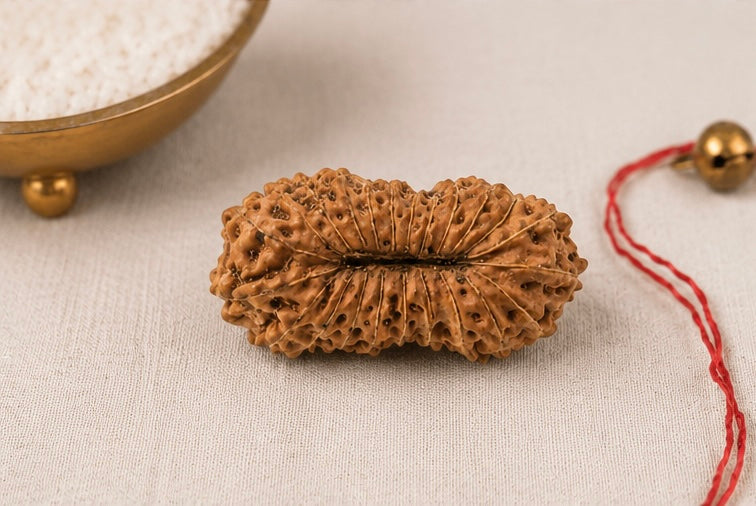 Natural 23 Mukhi Rudraksha | StarVeda