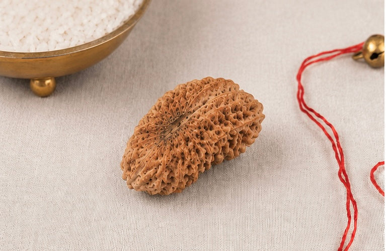 Natural 24 Mukhi Rudraksha | StarVeda