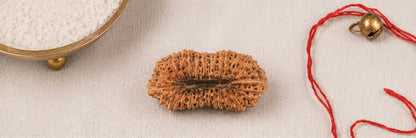 Natural 24 Mukhi Rudraksha | StarVeda