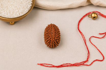 Natural 25 Mukhi Rudraksha | StarVeda