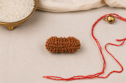 Natural 25 Mukhi Rudraksha | StarVeda
