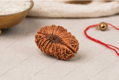 Natural 26 Mukhi Rudraksha | StarVeda