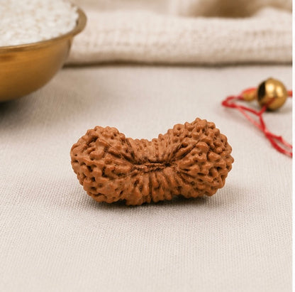 Natural 27 Mukhi Rudraksha | StarVeda