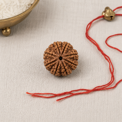 Natural 8 Mukhi Rudraksha | StarVeda