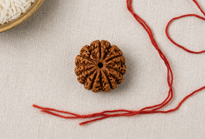 Natural 8 Mukhi Rudraksha | StarVeda