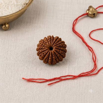 Natural 11 Mukhi Rudraksha | StarVeda