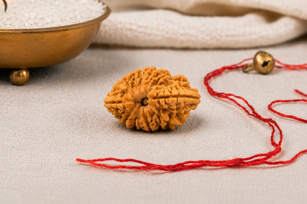 Natural 2 Mukhi Rudraksha | StarVeda
