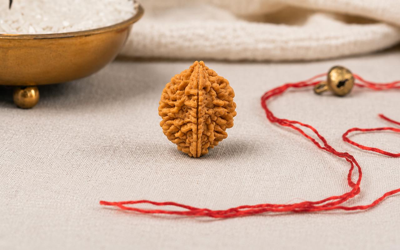Natural 2 Mukhi Rudraksha | StarVeda