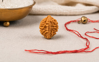 Natural 2 Mukhi Rudraksha | StarVeda