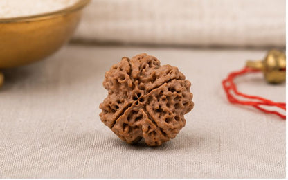 Natural 4 Mukhi Rudraksha | StarVeda