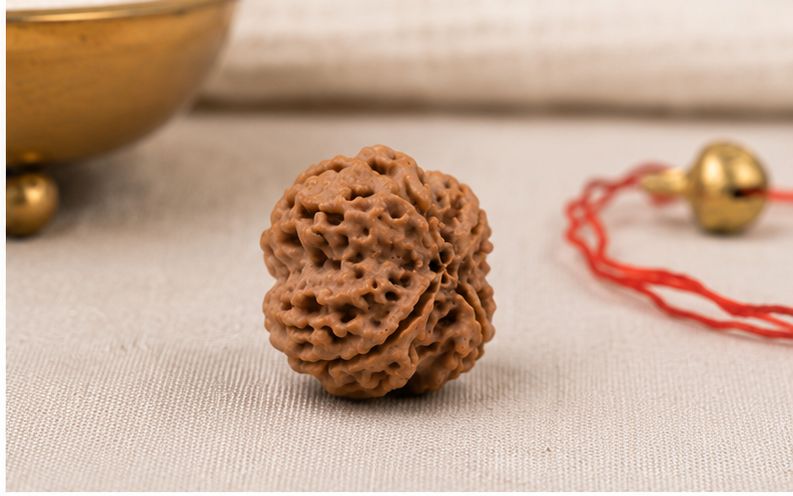 Natural 4 Mukhi Rudraksha | StarVeda