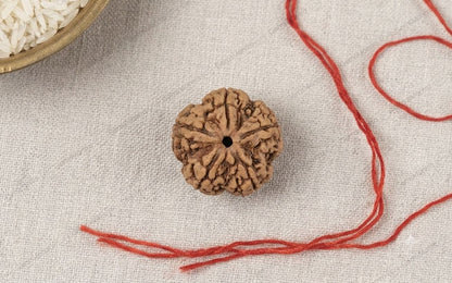 Natural 5 Mukhi Rudraksha | StarVeda