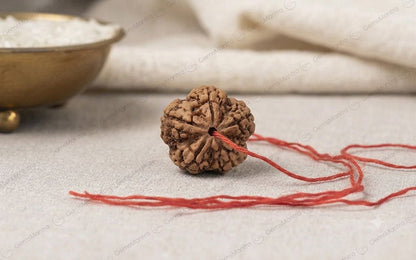 Natural 5 Mukhi Rudraksha | StarVeda