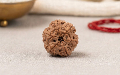 Natural 6 Mukhi Rudraksha | StarVeda