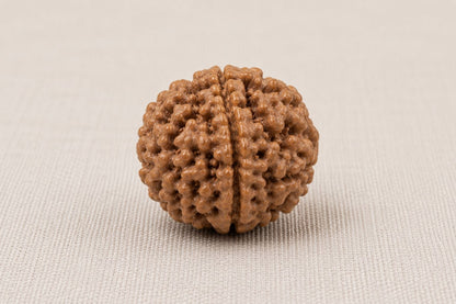Natural 6 Mukhi Rudraksha | StarVeda