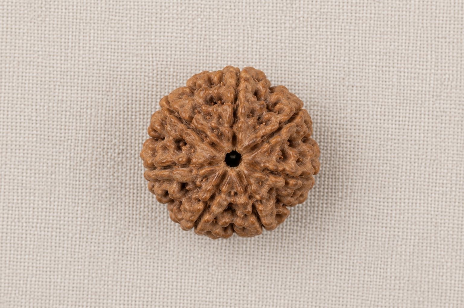Natural 7 Mukhi Rudraksha | StarVeda