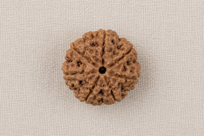 Natural 7 Mukhi Rudraksha | StarVeda